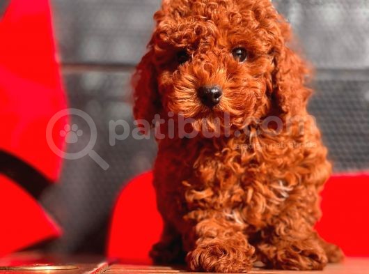 Red Brown Toy Poodle Yavrular görsel