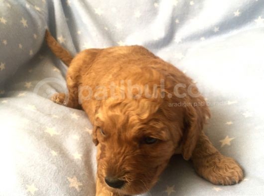 Anne Alti Toy Poodle görsel