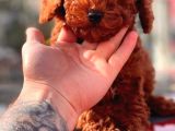 Red Brown Toy Poodle Yavrular