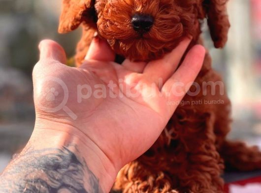 Red Brown Toy Poodle Yavrular görsel
