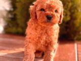 Sağlik Garanti̇li̇ Toy Poodle Yavrular
