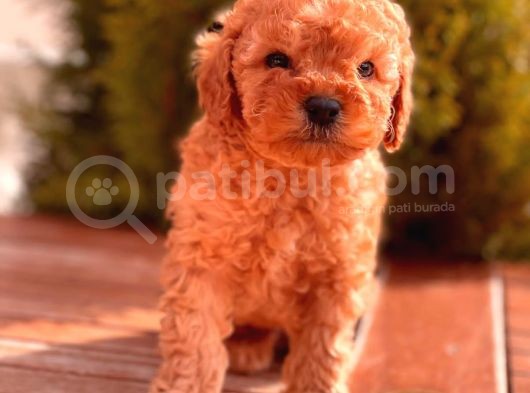 Sağlik Garanti̇li̇ Toy Poodle Yavrular görsel