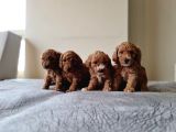 Anne Alti Toy Poodle Bebekler