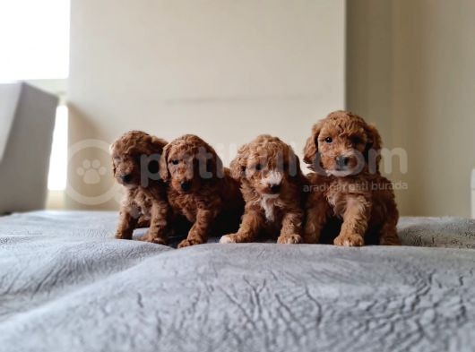Anne Alti Toy Poodle Bebekler görsel