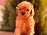 Sağlik Garanti̇li̇ Toy Poodle Yavrular