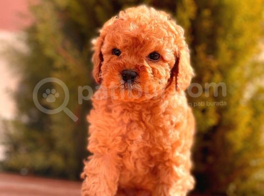 Sağlik Garanti̇li̇ Toy Poodle Yavrular görsel