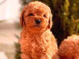 Sağlik Garanti̇li̇ Toy Poodle Yavrular