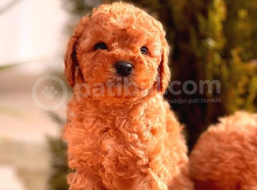 Sağlik Garanti̇li̇ Toy Poodle Yavrular görsel