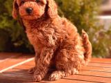 Mi̇ni̇ Toy Poodle Yavrular