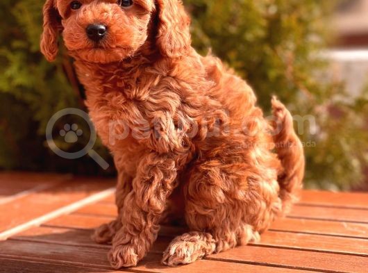 Mi̇ni̇ Toy Poodle Yavrular görsel