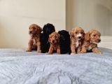 Anne Alti Toy Poodle Bebekler