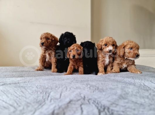 Anne Alti Toy Poodle Bebekler görsel
