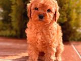Sağlik Garanti̇li̇ Toy Poodle Yavrular