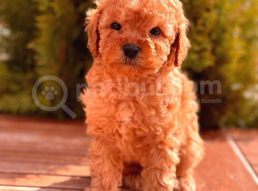 Sağlik Garanti̇li̇ Toy Poodle Yavrular görsel