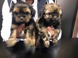 Shihtzu