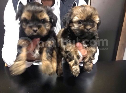 Shihtzu