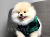 Irk Ve Sağlık Garantili Pomeranian Yavrularımız
