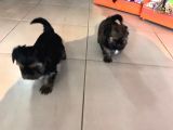 Shihtzu