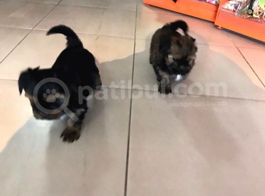 Shihtzu görsel