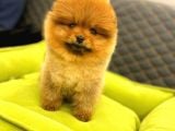 3 Aylik Erkek Pomerani̇an Boo