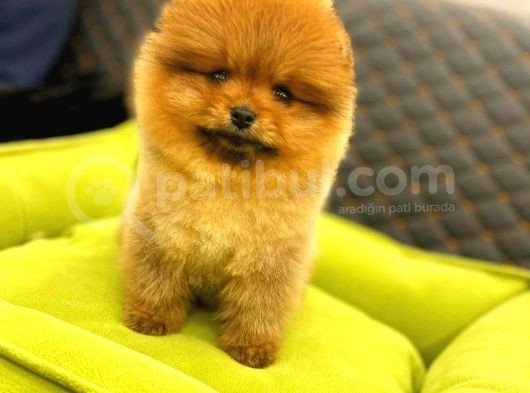 3 Aylik Erkek Pomerani̇an Boo