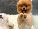11 Aylik Erkek Pomerani̇an Boo