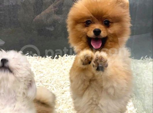 11 Aylik Erkek Pomerani̇an Boo
