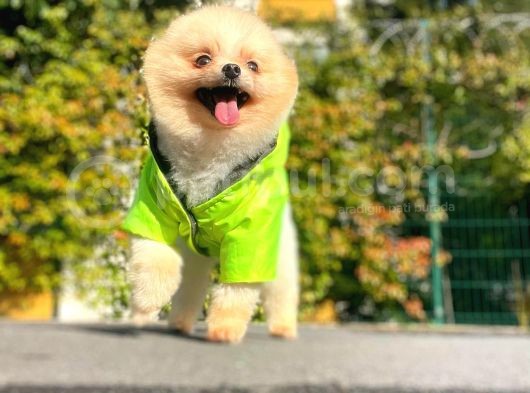 10 Aylik Erkek Pomerani̇an Oğlumuz görsel