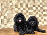 Her Renk Seçeneği̇yle Toy Poodle Yavrular
