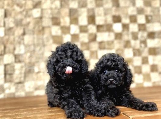 Her Renk Seçeneği̇yle Toy Poodle Yavrular görsel