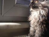 Libya Pasaport a Kalite Maine Coon Erkek Avcilar