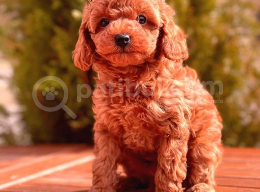 Mi̇ni̇ Toy Poodle Yavrular görsel