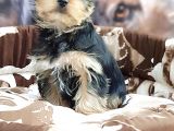 Biblo Yorkshire Terrier Yavrular