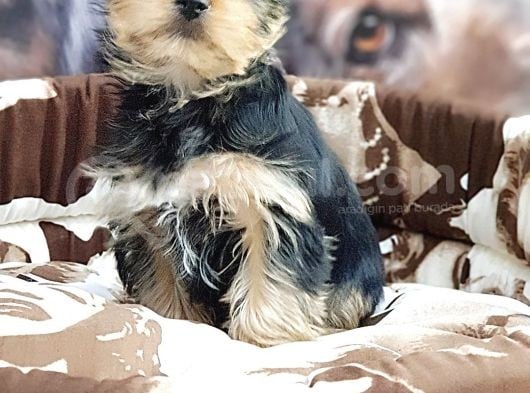 Biblo Yorkshire Terrier Yavrular görsel