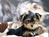 Biblo Yorkshire Terrier Yavrular