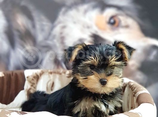 Biblo Yorkshire Terrier Yavrular görsel