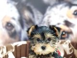 Biblo Yorkshire Terrier Yavrular