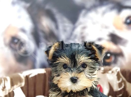 Biblo Yorkshire Terrier Yavrular