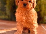 Sağlik Garanti̇li̇ Toy Poodle Yavrular