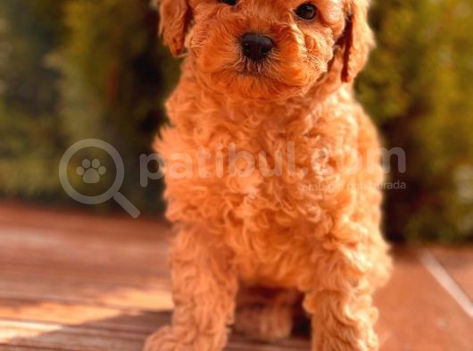 Sağlik Garanti̇li̇ Toy Poodle Yavrular görsel