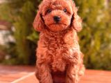 Mi̇ni̇ Toy Poodle Yavrular