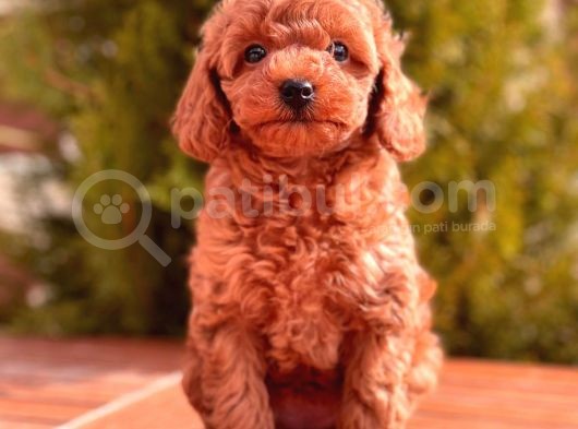 Mi̇ni̇ Toy Poodle Yavrular görsel