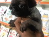 A Kalite Pug