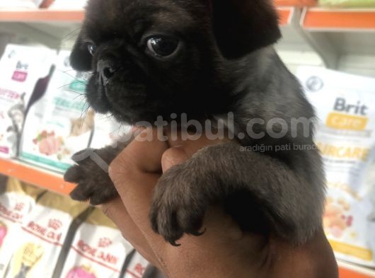 A Kalite Pug