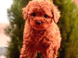 Her Renk Seçeneği̇yle Toy Poodle Yavrular