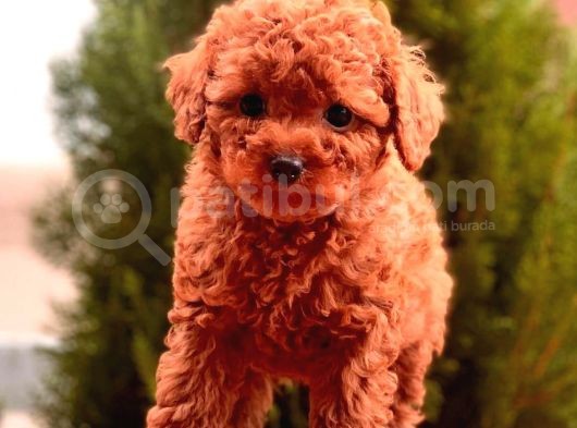 Her Renk Seçeneği̇yle Toy Poodle Yavrular görsel