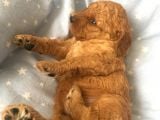 Anne Alti Toy Poodle