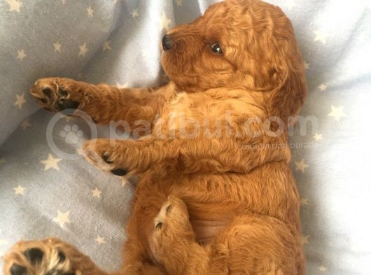 Anne Alti Toy Poodle görsel
