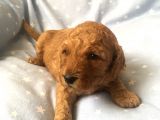 Anne Alti Toy Poodle