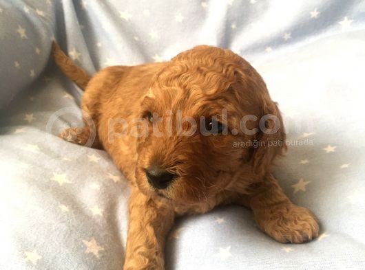 Anne Alti Toy Poodle görsel